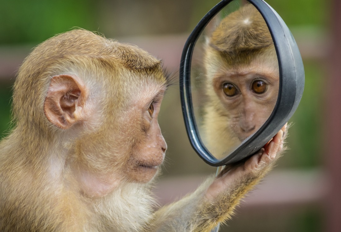 Primatoloog ontkracht misvattingen over gender en sekse